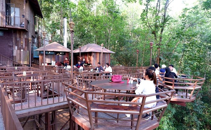 Tiệm cà phê trên cây đa hơn 200 tuổi ở Chiang Mai